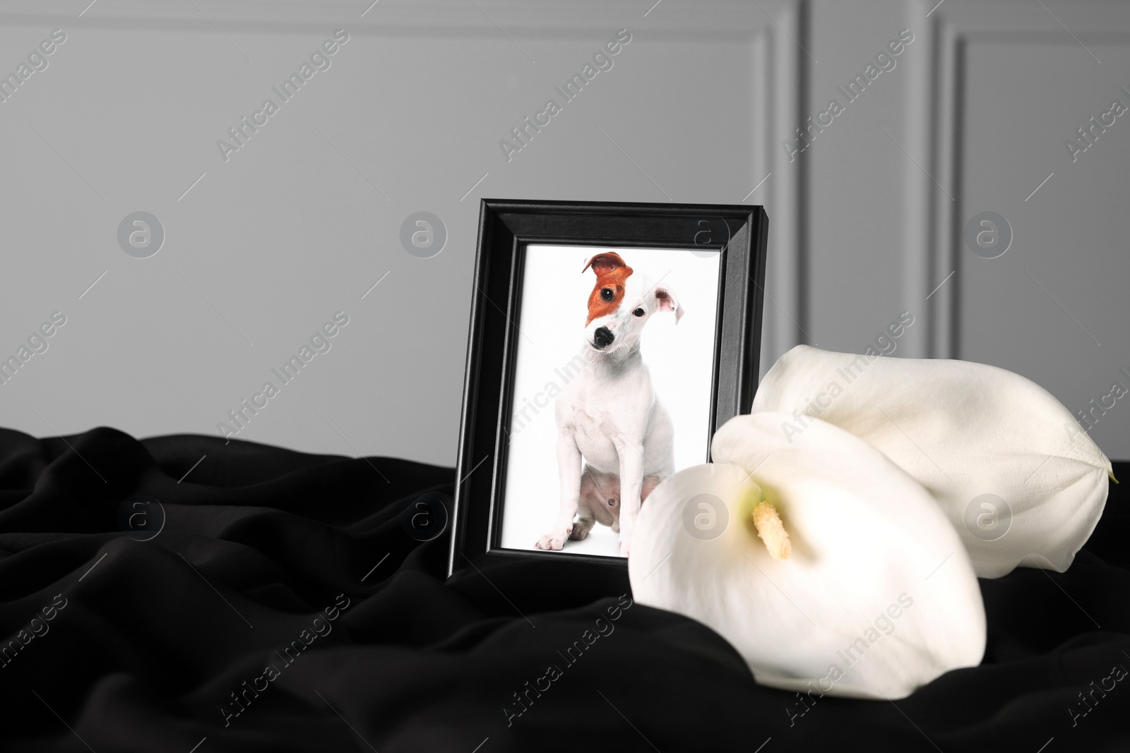 Photo of Frame with picture of dog and calla flowers on black cloth. Pet funeral