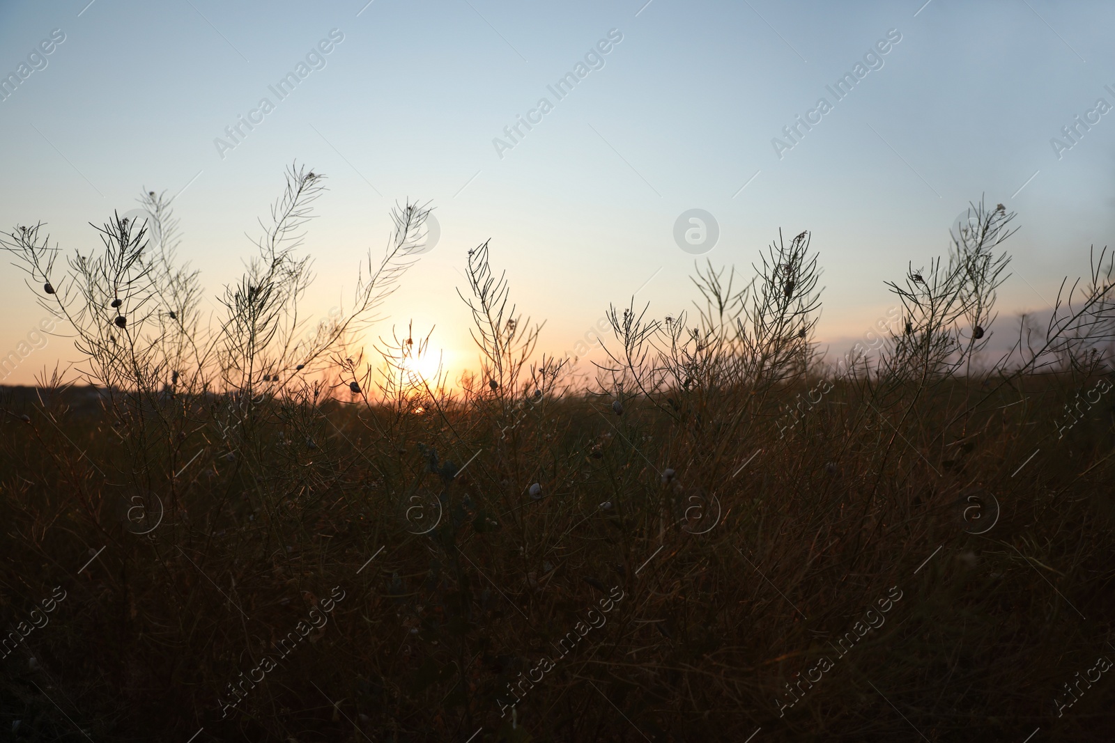 Photo of Beautiful view of field at sunrise. Early morning landscape