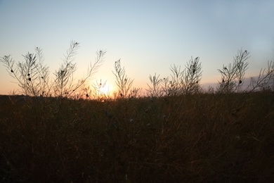 Beautiful view of field at sunrise. Early morning landscape