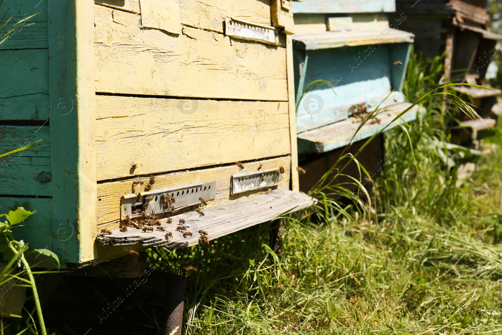 Photo of Old wooden hives with honey bees at apiary outdoors on sunny day