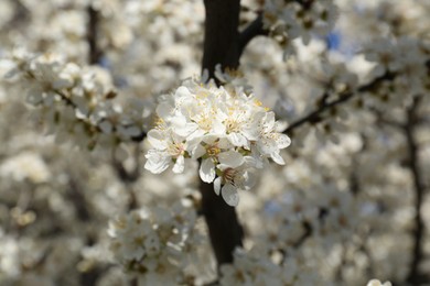 Photo of Beautiful cherry tree with white blossoms outdoors, closeup