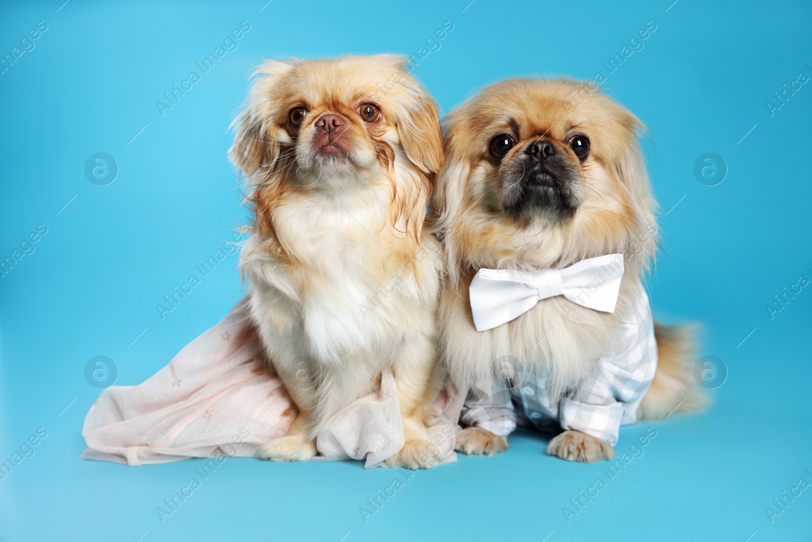 Photo of Cute Pekingese dogs in pet clothes on light blue background