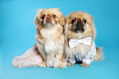 Cute Pekingese dogs in pet clothes on light blue background