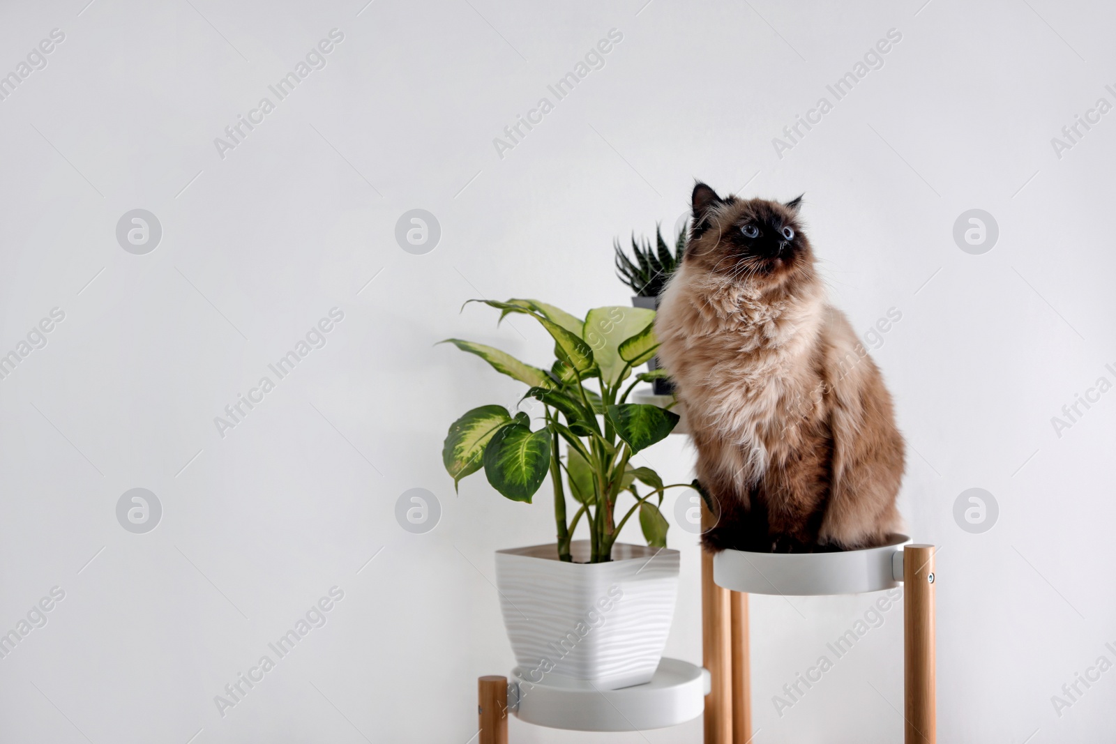 Photo of Cute Balinese cat on plant stand near white wall at home, space for text. Fluffy pet
