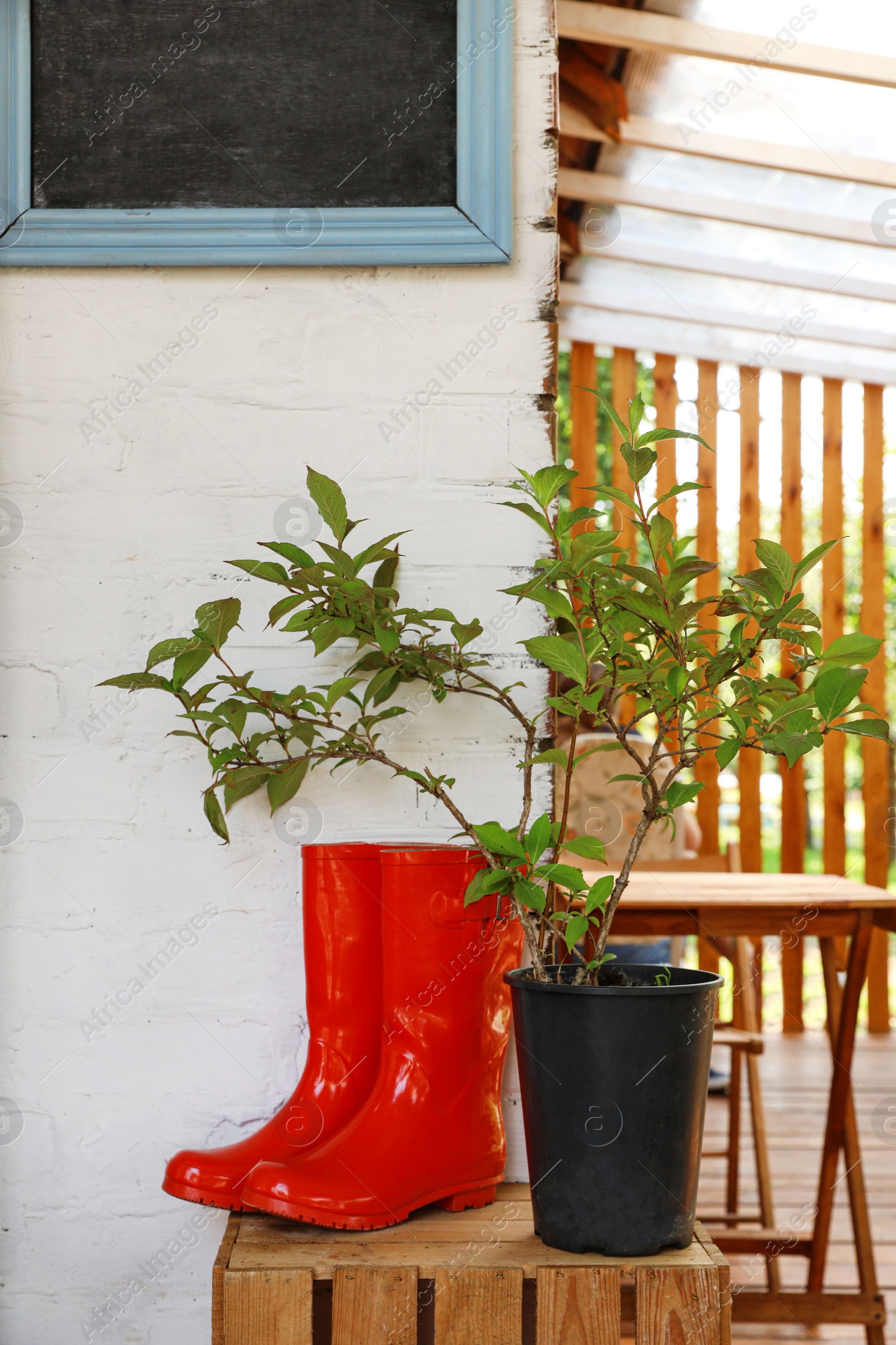 Photo of Rubber boots and potted plant on wooden crate near house. Gardening tools