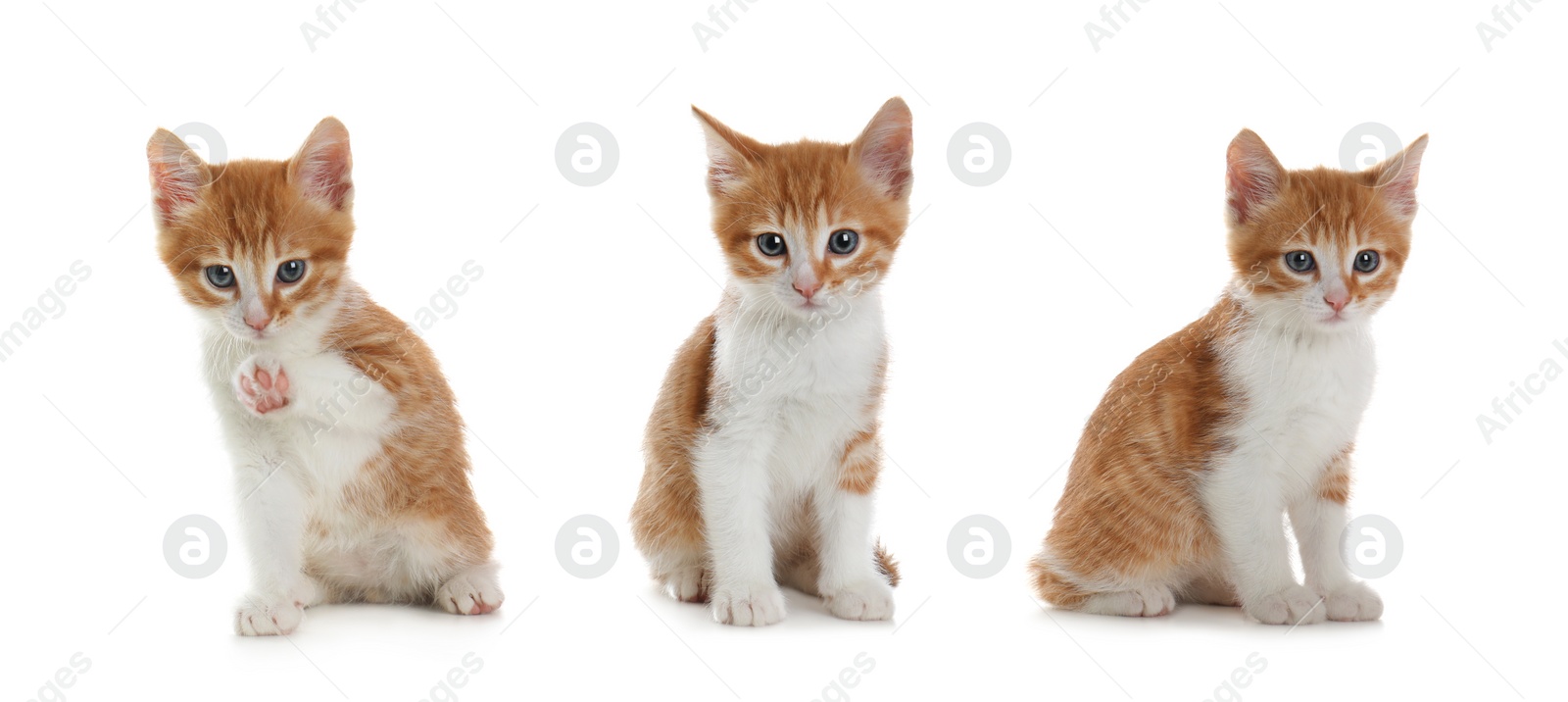 Image of Adorable kittens on white background, collage. Banner design