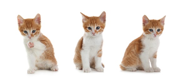 Image of Adorable kittens on white background, collage. Banner design