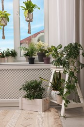 Cozy room interior with different beautiful houseplants near window