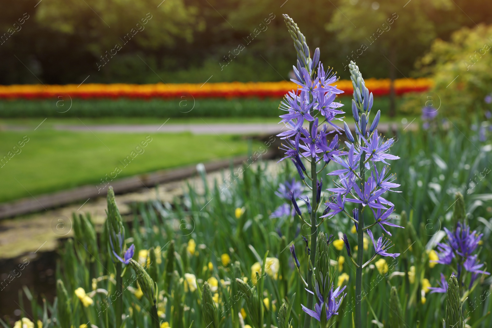 Photo of Beautiful Camassia and yellow flowers growing in park, closeup with space for text. Spring season