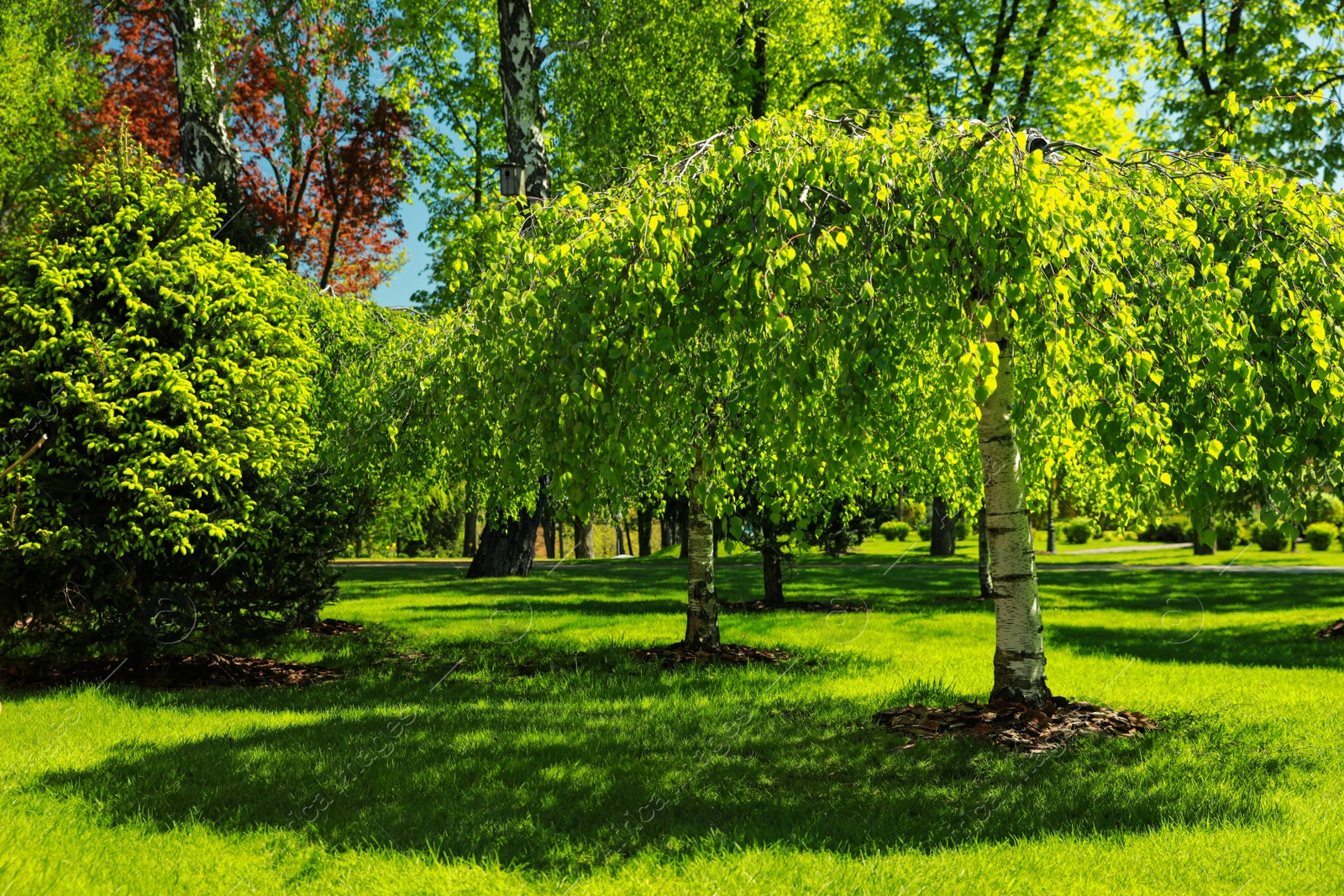 Photo of Beautiful trees with green leaves in park on sunny day