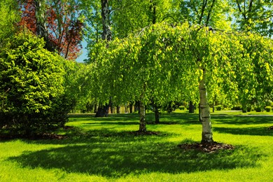 Photo of Beautiful trees with green leaves in park on sunny day