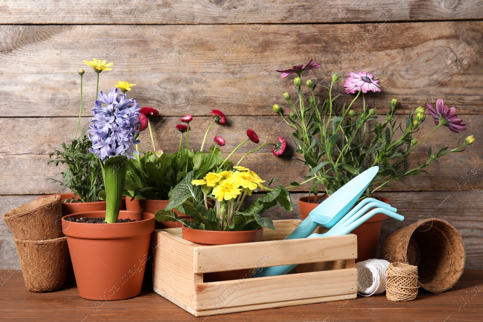 Photo of Blooming flowers in pots and gardening equipment on table