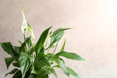 Photo of Flowers and leaves of peace lily on color background, closeup. Space for text