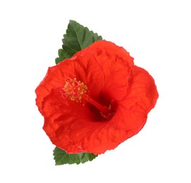 Beautiful red hibiscus flower and green leaves isolated on white