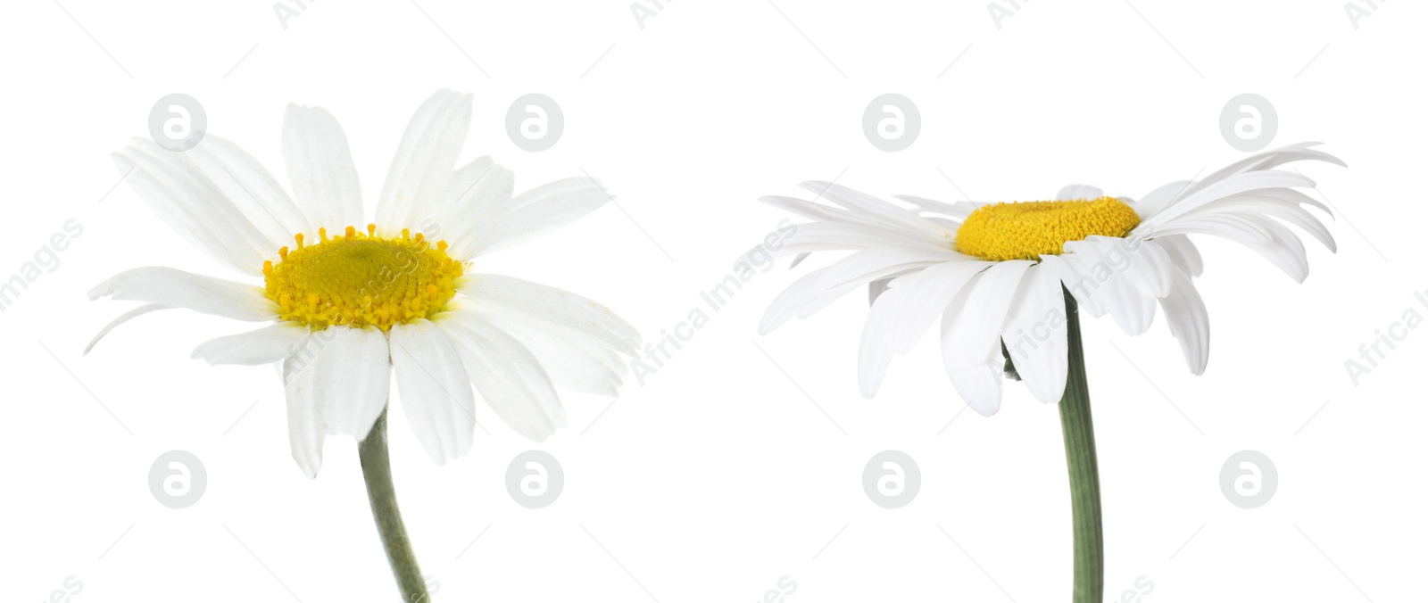 Image of Beautiful chamomile flowers on white background. Banner design