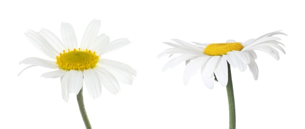 Beautiful chamomile flowers on white background. Banner design