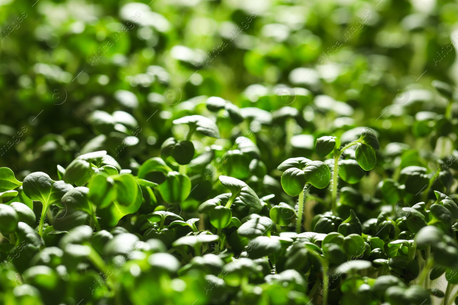 Photo of Sprouted arugula seeds as background, closeup view