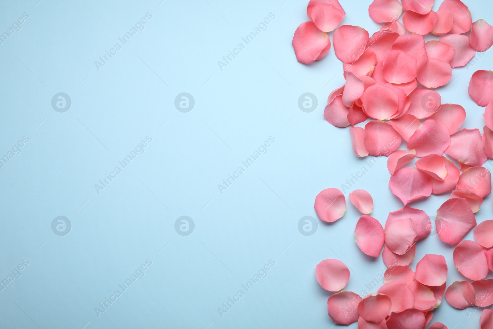 Photo of Beautiful pink rose flower petals on light blue background, flat lay. Space for text