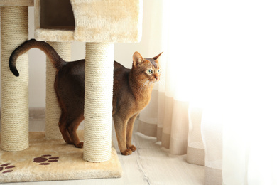 Beautiful Abyssinian cat on pet tree at home. Lovely pet