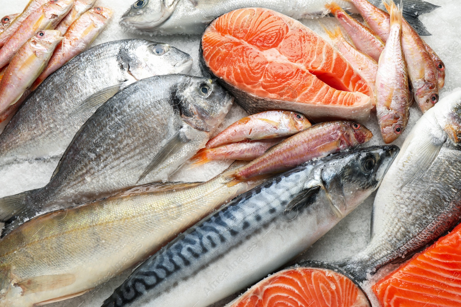 Photo of Fresh fish and seafood on ice, closeup