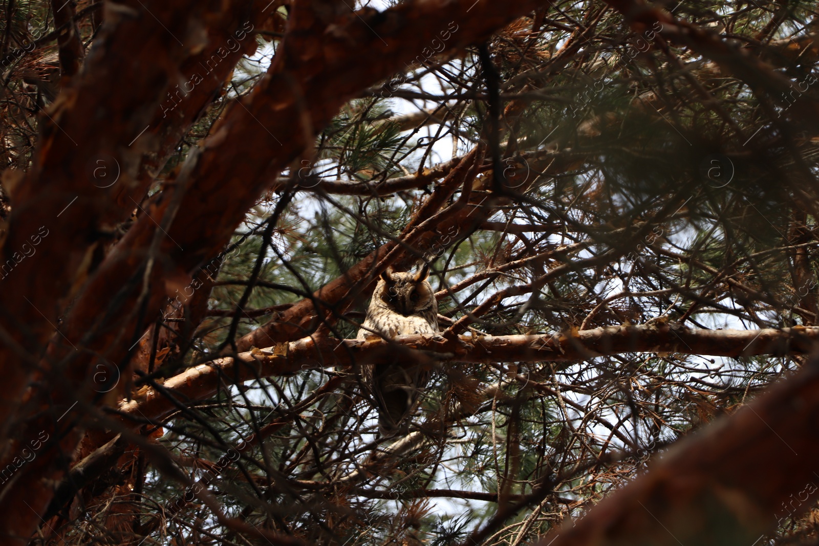Photo of Beautiful owl on conifer tree in forest