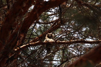 Photo of Beautiful owl on conifer tree in forest