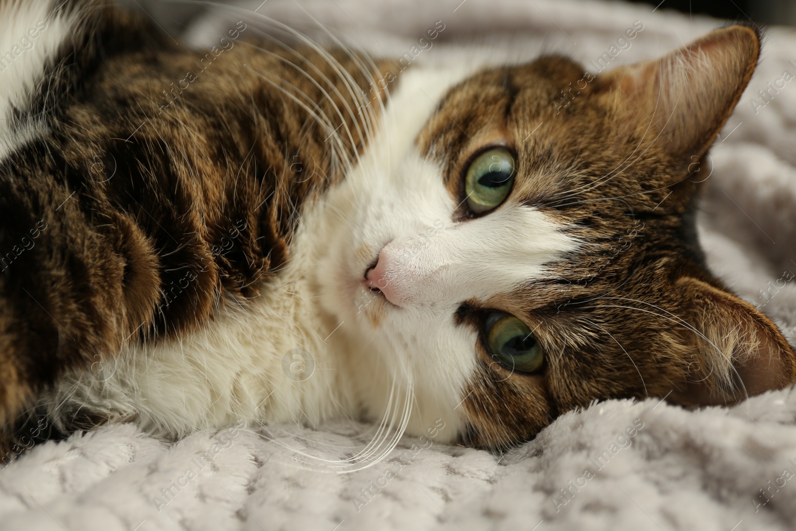 Photo of Cute pet. Cat with green eyes lying on soft blanket at home, closeup