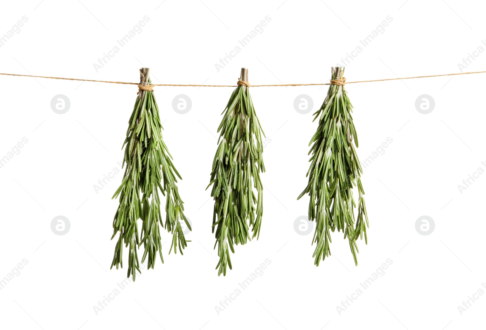 Photo of Fresh rosemary bunches hanging on white background