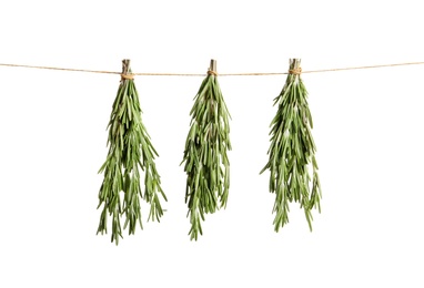 Photo of Fresh rosemary bunches hanging on white background