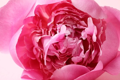 Photo of Fragrant peony on color background, closeup view. Beautiful spring flower