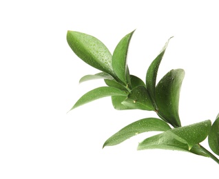 Photo of Branch with fresh green Ruscus leaves on white background