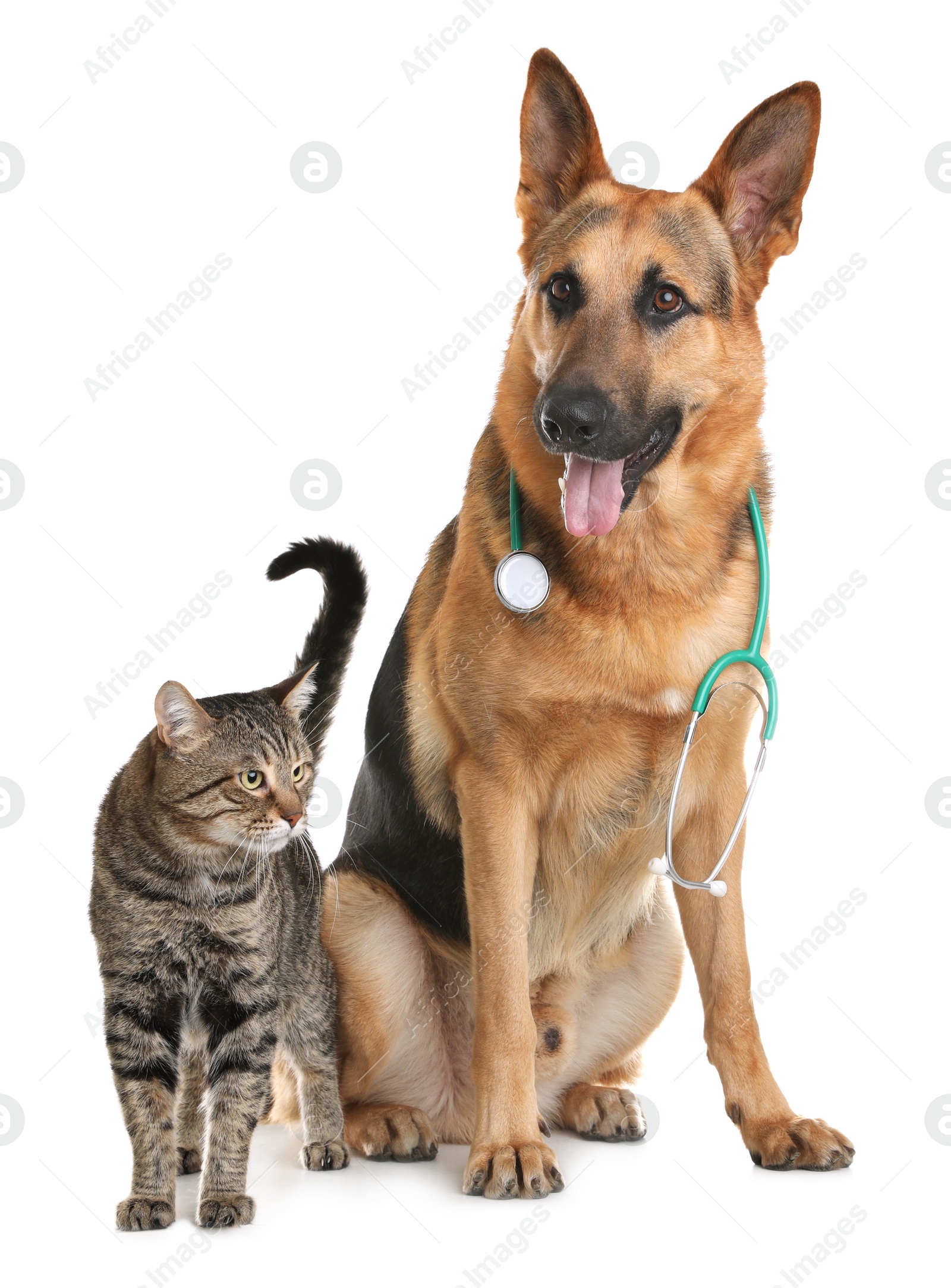 Photo of Cat and dog with stethoscope as veterinarian on white background