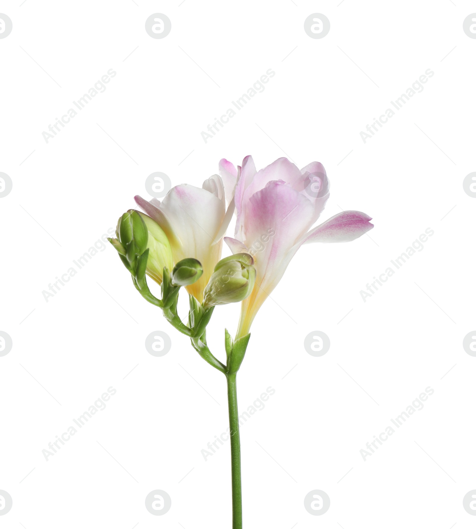 Photo of Beautiful tender freesia flower isolated on white