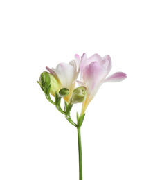 Beautiful tender freesia flower isolated on white