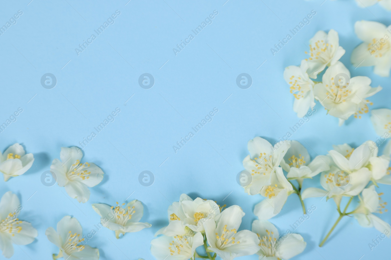 Photo of Beautiful jasmine flowers on light blue background, flat lay. Space for text