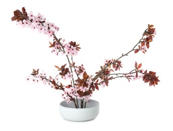 Photo of Spring season. Composition with beautiful blossoming tree branches isolated on white