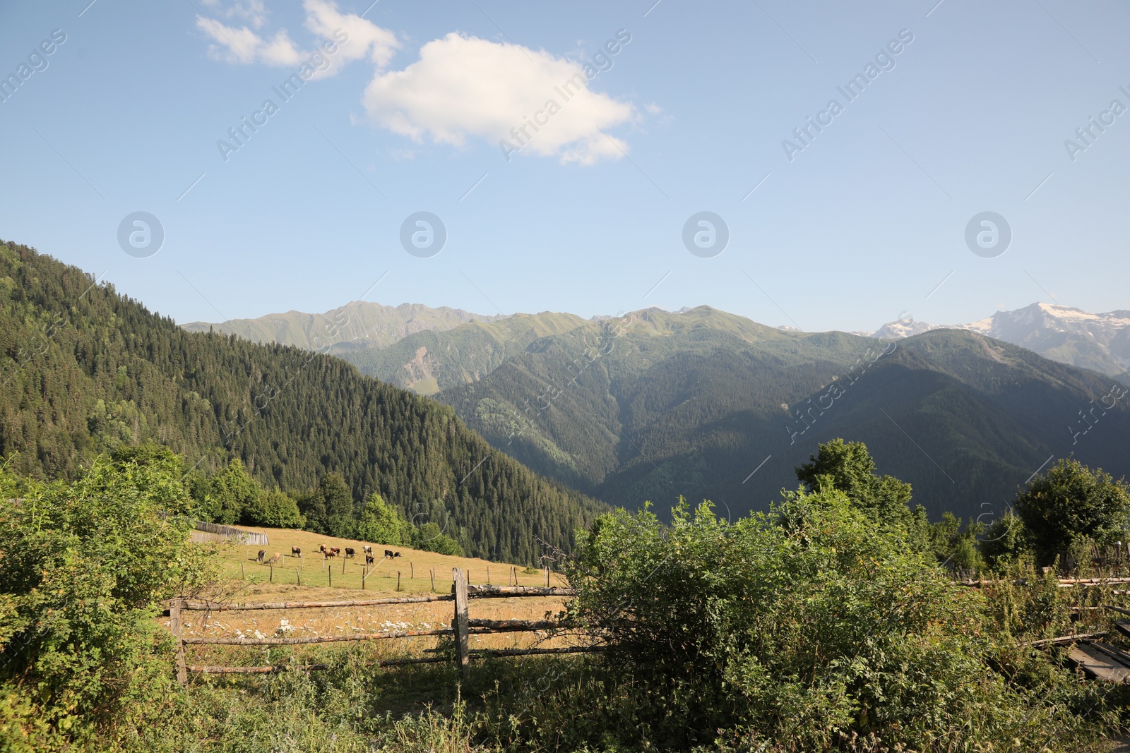 Photo of Beautiful view of cows grazing on mountain hill