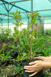 Photo of Woman holding pot with tree in greenhouse, closeup. Planting and gardening