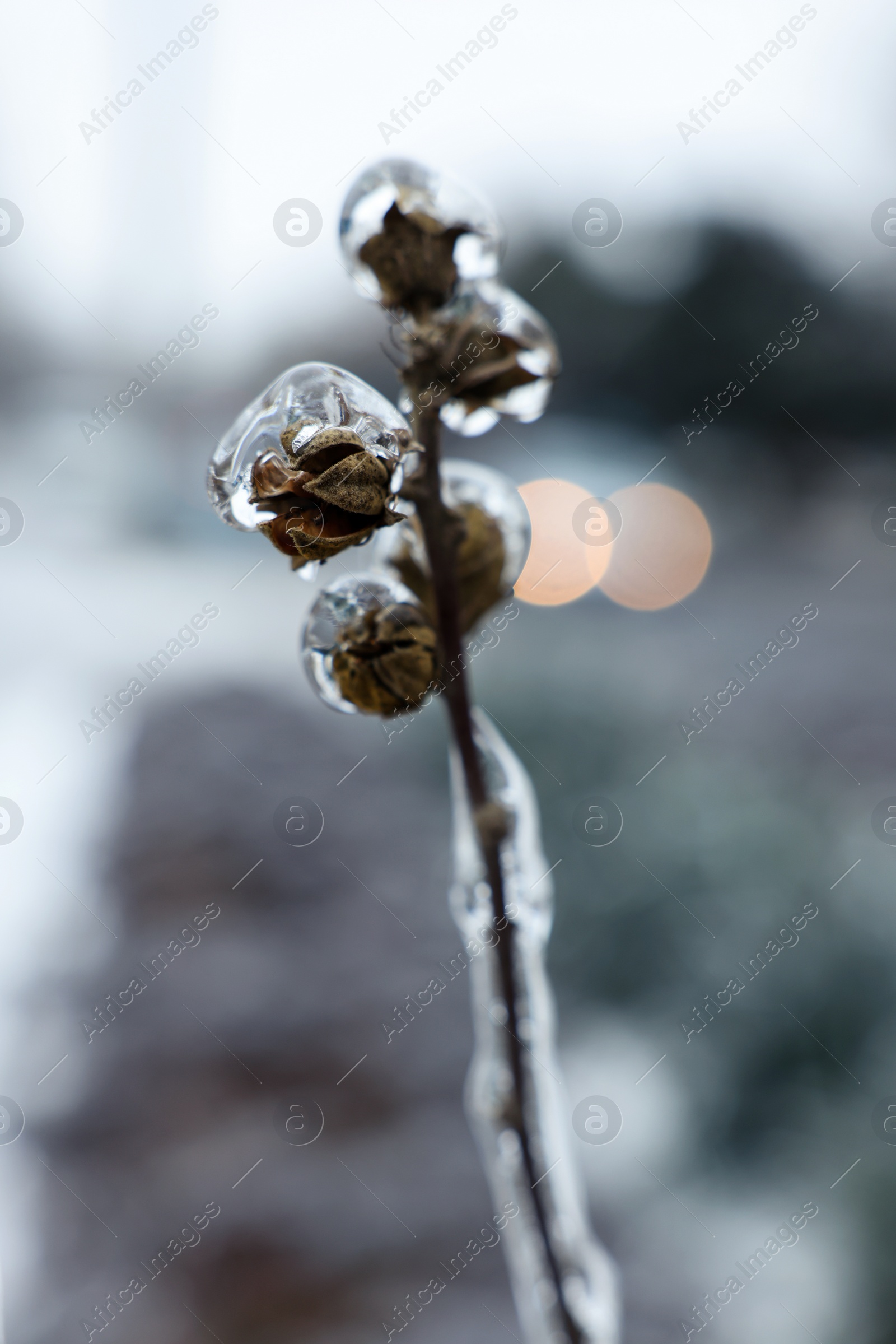 Photo of Dry plant in ice glaze outdoors on winter day, closeup