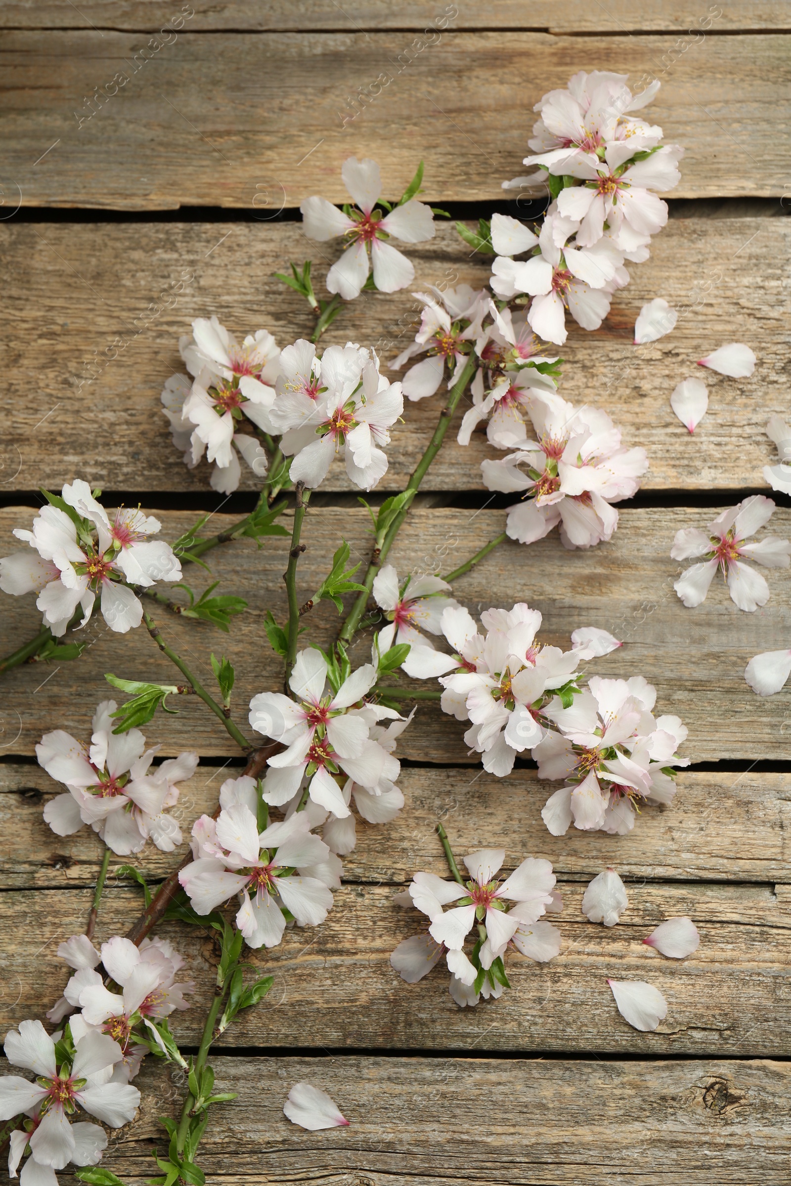 Photo of Beautiful blossoming tree branch and flower petals on wooden table, flat lay. Spring season