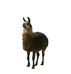 Image of Beautiful fluffy llama on white background. Wild animal