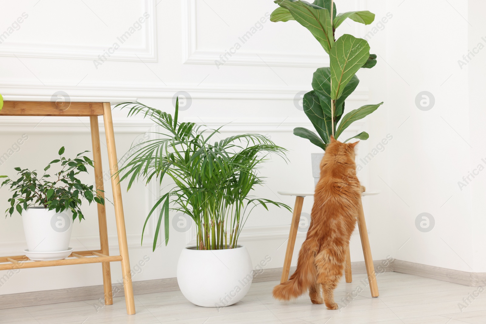 Photo of Adorable cat near green houseplants at home