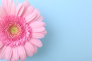 Photo of One beautiful pink gerbera flower on light blue background, top view. Space for text