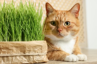 Cute ginger cat near potted green grass on wooden table