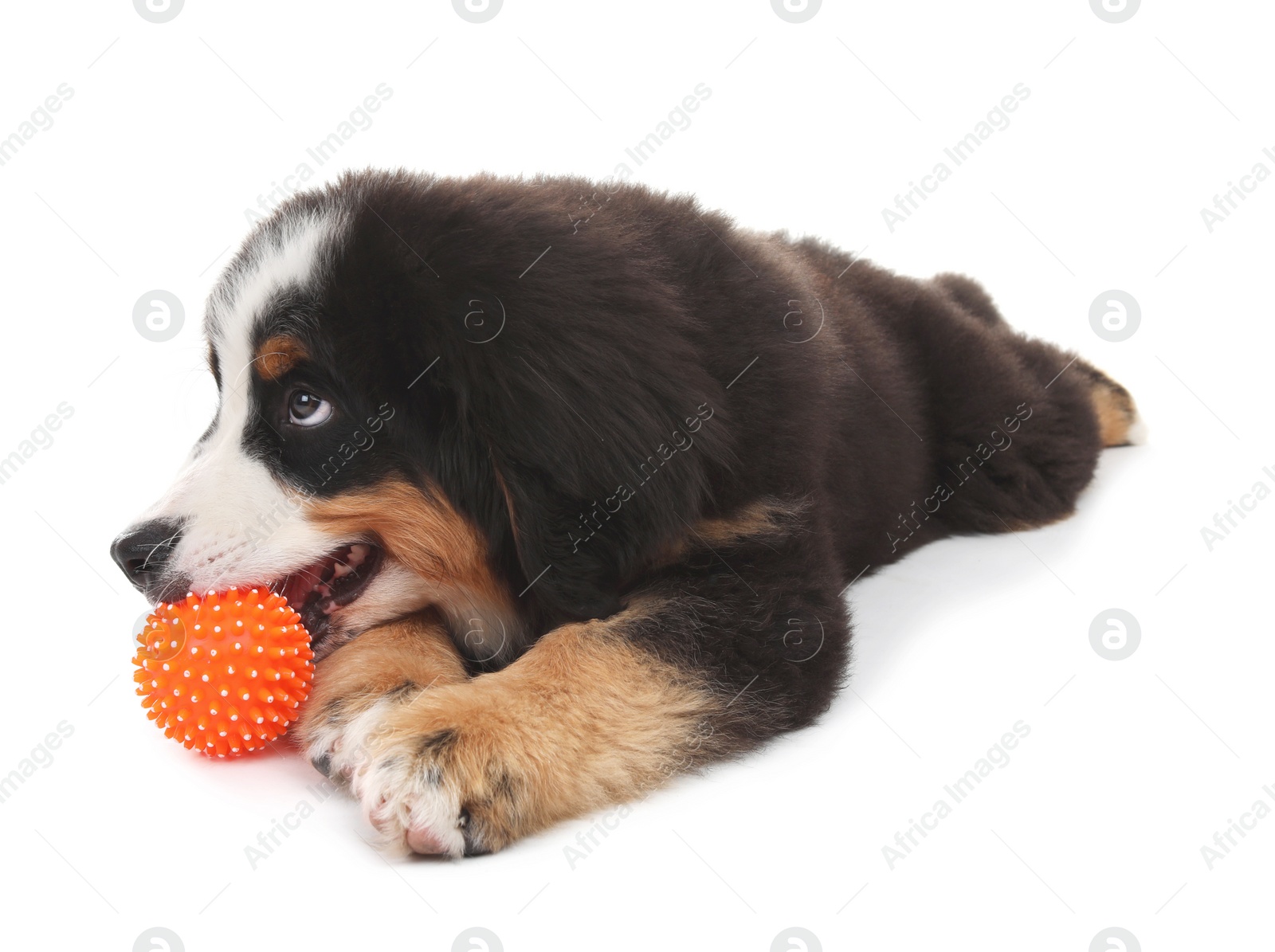 Photo of Adorable Bernese Mountain Dog puppy on white background