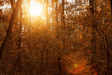 Beautiful view of forest on autumn day