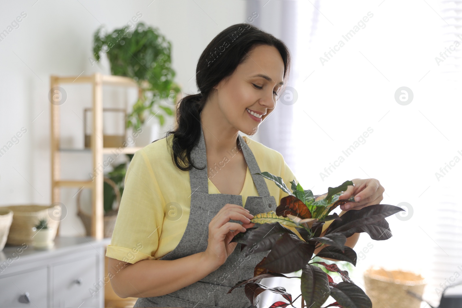 Photo of Mature woman taking care of houseplant at home. Engaging hobby