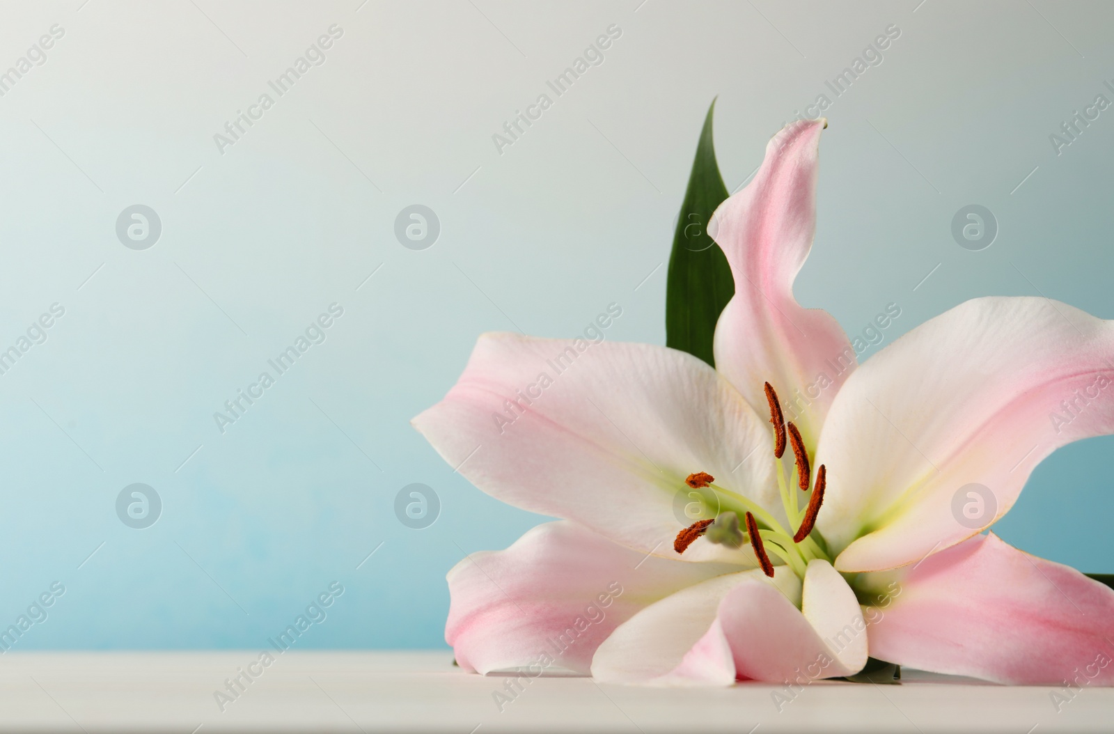 Photo of Beautiful pink lily flower on white table against light blue background, closeup. Space for text