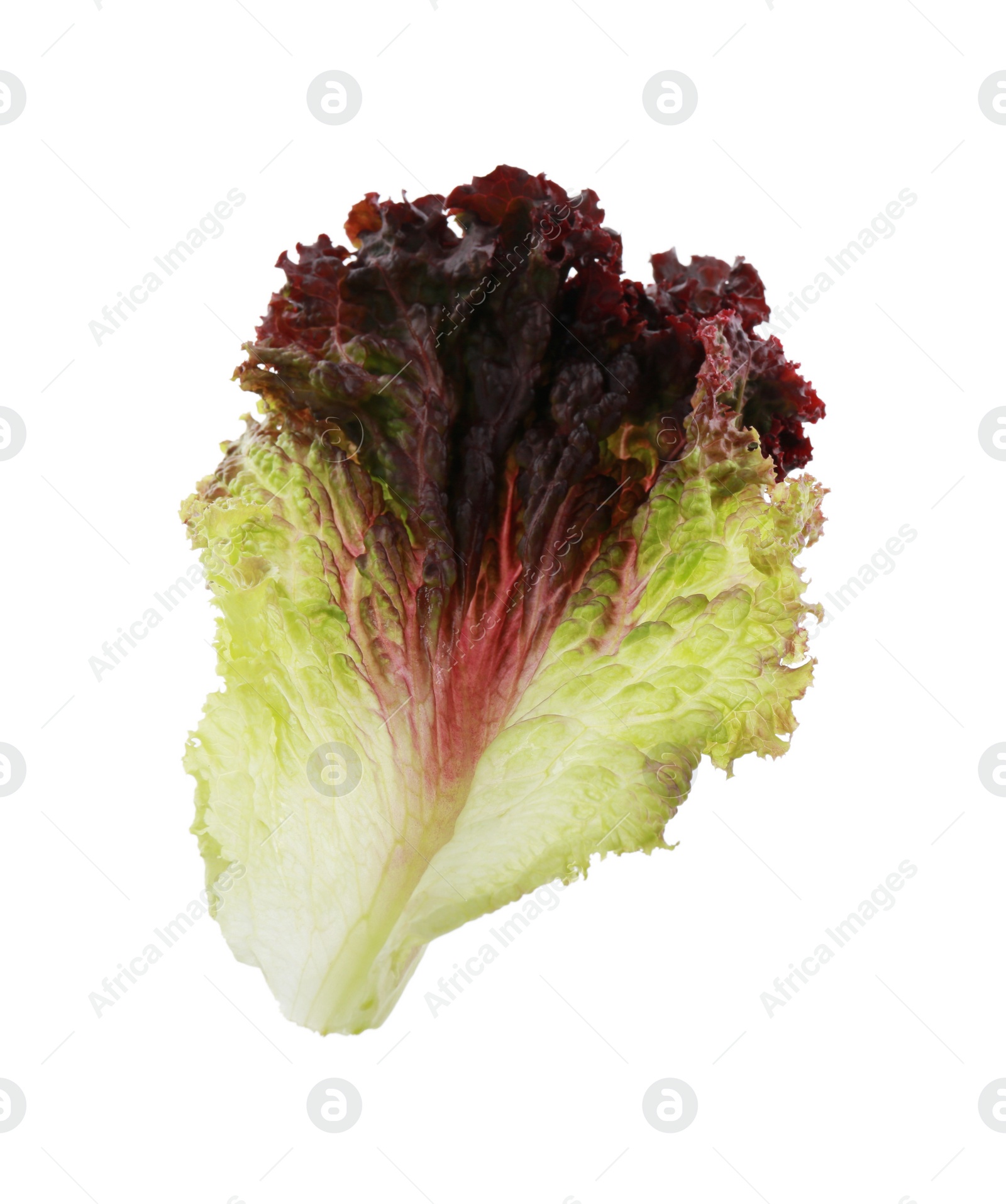 Photo of Leaf of fresh red coral lettuce isolated on white