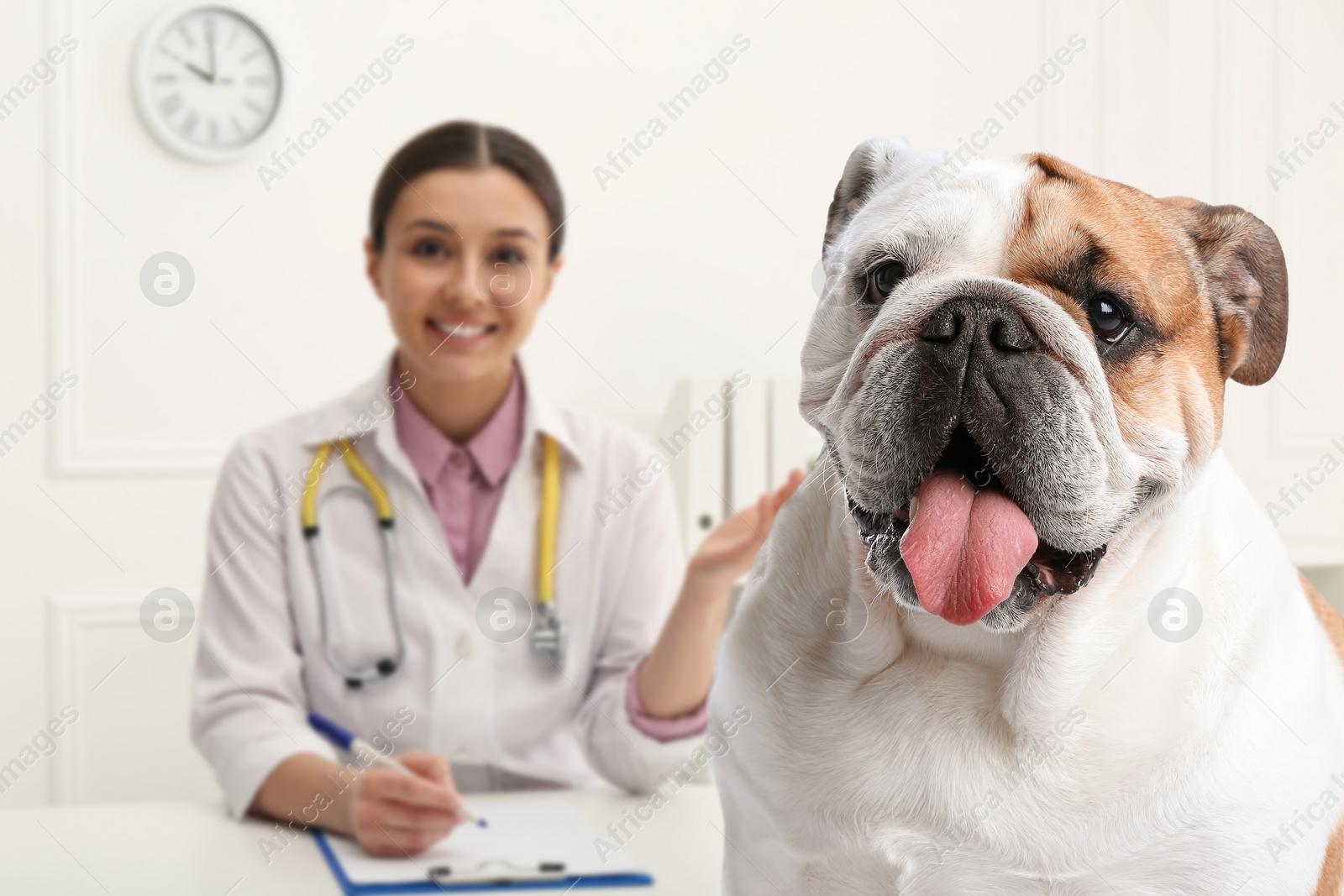 Image of Veterinarian doc with adorable dog in clinic